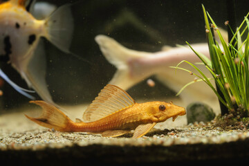 Golden fish swimming gracefully among colorful companions in an autumn setting in Strasbourg, France