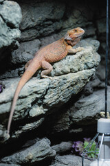 A bearded dragon basks on rocky terrain in a cozy autumn setting in Strasbourg, France