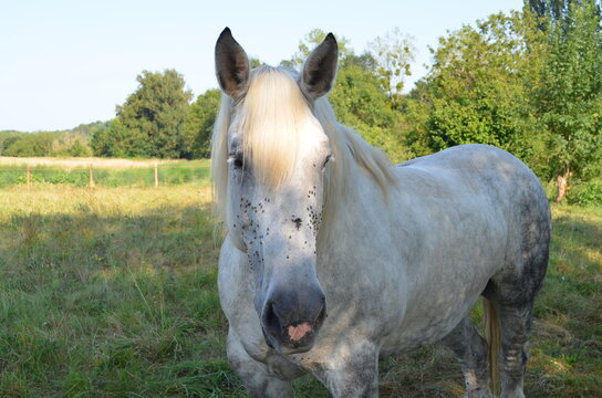 Cheval avec un taon sur le museau.
