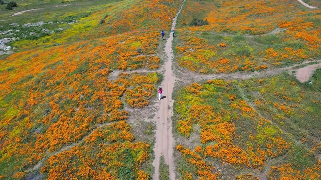Aerial video over the blooming fields in Perris United States