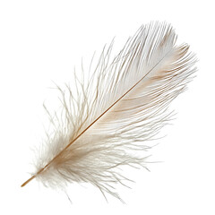 Obraz premium High Resolution Feather with Fine Details