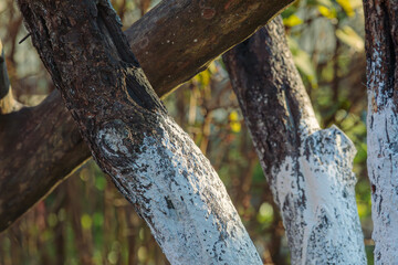 Trunks of fruit trees painted white for protection against pests and rodents in a garden setting,...