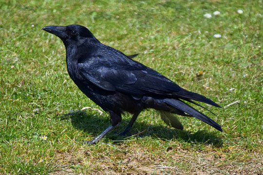 Single jet black crow bird with long black beak searching for food in the short grass.