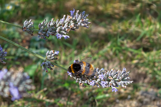 Beautiful yellow and black fluffy bumblebee resting on a lavender flower and pollinating it.
