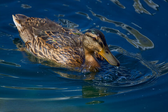 Female Mallard duck swimming on a calm pond and creating ripples in the water.