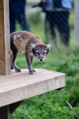 Isafjordur, Iceland - August 11, 2024: An arctic fox in a conservation shelter in Sudavk in the Isafjordur region of Iceland
