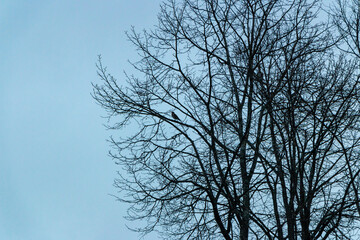 Obraz premium A blackbird bird sits on a branch of a tree without leaves against a blue sky at sunset in early spring
