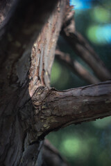 Obraz premium Nature 