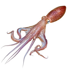 Fototapeta premium Realistic squid with intricate details on a stark background