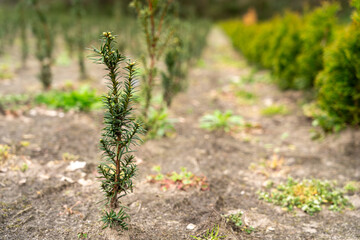 A plantation of young conifer trees