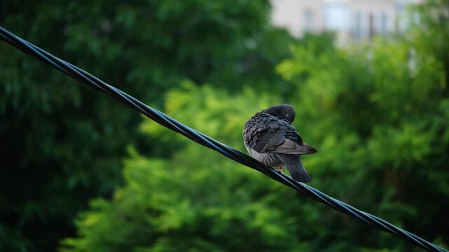 pigeon sits on wires and cleans its feathers. early summer morning in the city. green tree crowns in the background