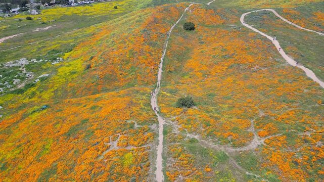 Aerial video over the blooming fields in Perris United States