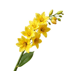 Obraz premium Yellow flower with multiple blossoms and green buds