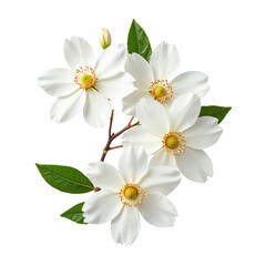 Fototapeta premium Beautiful white flowers with green leaves on a branch