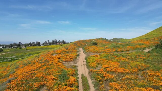 Aerial video over the blooming fields in Perris United States