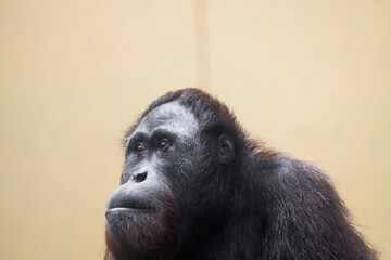 Fototapeta premium Portrait of an orangutan. Animal close-up. Pongo. 