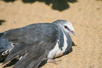 A Wonga pigeon sunbathes on sandy ground. Animal in close-up. Leucosarcia melanoleuca.
