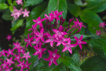 Naklejka premium 【Pentas】夏・秋に咲く赤いペンタス【願い事 希望が叶う】