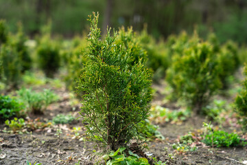 A plantation of young conifer trees