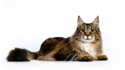 Obraz premium Norwegian forest cat lying on white background.