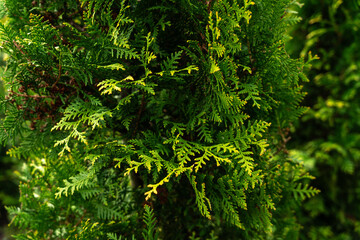 Single branch of a lush green arborvitae tree