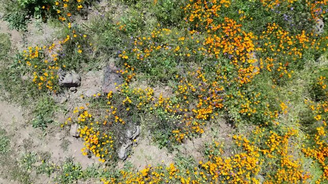 Aerial video over the blooming fields in Perris United States