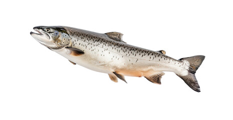 Obraz premium Fresh Salmon Fish Floating in Midair for Culinary Presentation