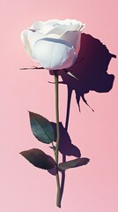 A single white rose against a pastel pink background, soft shadows, minimalist composition