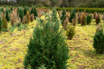 Obraz premium A plantation of young conifer trees
