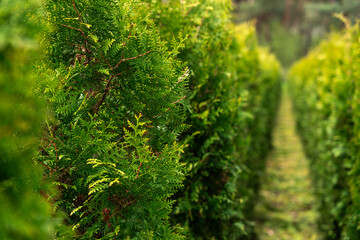 Row of Green Thuja Trees