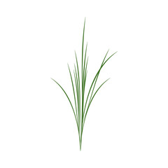 Fototapeta premium A sprig of schnitt onion. Part of my color flat set of 15 best herbs for cooking. Greenery on a white. Herbs for meat, fish, drinks and cocktails. Used dev, app, design, web, ui, advertising. Vector