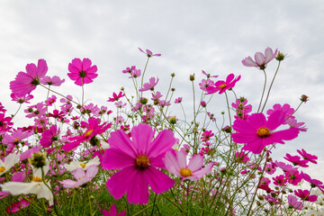 Fototapeta premium Vibrant Pink Cosmos Field