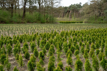 Fototapeta premium A plantation of young conifer trees