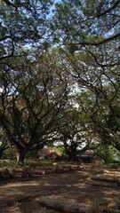 Fototapeta premium Majestic Canopy of Interwoven Tree Branches in a Serene Woodland