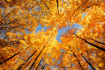 The autumn canopy of the maples contrasts with the blue sky overhead in Clear Lake State Park, Woodruff, Wisconsin in early October