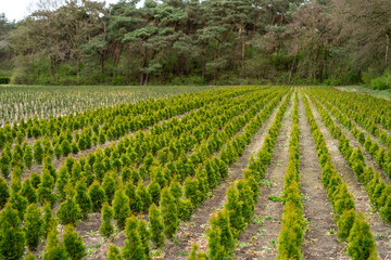 A plantation of young conifer trees