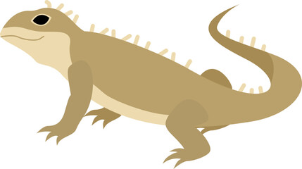 Fototapeta premium Tuatara reptile