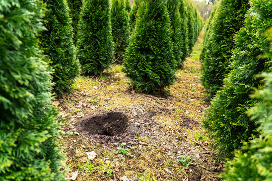 The arboretum or a tree farm