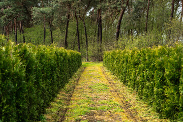 Row of Green Thuja Trees