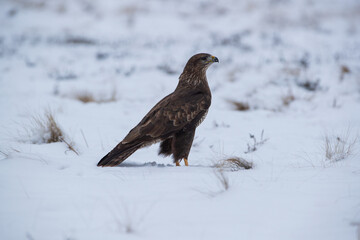 A buzzard sitting on a snow-covered meadow