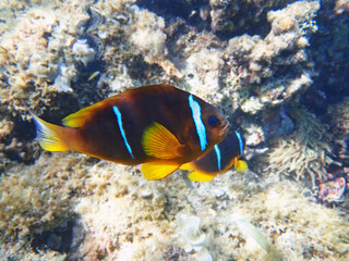The orange-fin anemonefish (Amphiprion chrysopterus) is a marine fish belonging to the family...