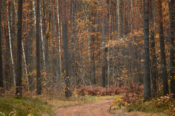 Fototapeta premium A beautiful pine forest in autumn in Latvia with a small road. Seasonal scenery of Northern Europe.