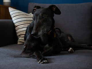 Ex racing greyhound black dog lying on sofa