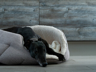 Ex Racing Greyhound Black Dog Lying in Dog Bed