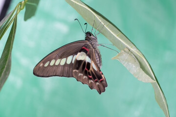A Beautiful Common Bluebottle (Graphium sarpedon) butterfly and the empty pupa on the leaf.
