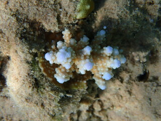 Acropora short polyp stony coral, underwater photo into the Red sea