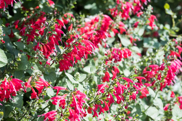 Naklejka premium Beautiful scarlet sage (salvia coccinea) flowers.