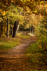 Fototapeta premium Beautiful sunny autumn landscape of forest in Latvia. Seasonal scenery of Northern Europe.