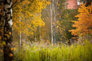 Obraz premium Beautiful sunny autumn landscape of forest in Latvia. Seasonal scenery of Northern Europe.