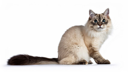 Neva Masquerade cat sitting on a white background.